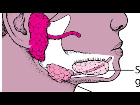 Salivary Gland Surgery Lecture 5, Submandibular Gland Excision #surgery #glands #submandibular-gland