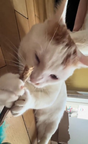 Relaxing ASMR Sounds from Charming Cats