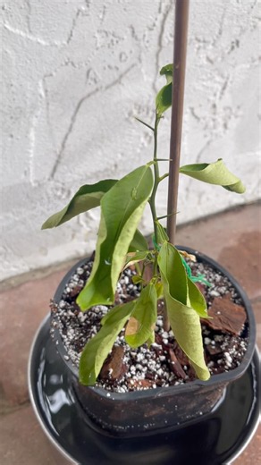 Did I Murder my Dwarf Lemon? pt.3 ‪@MyGardenDonkey‬