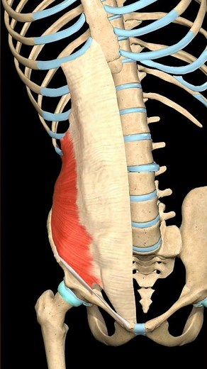 Internal Oblique Muscle: Trunk Lateral Flexion Explained | 3D Anatomy