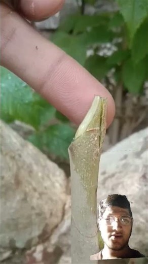 EASY Grafting Made Simple