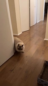 Talk about an interesting route to the litter box 🤨 . . #cat #siberiancat #nimbus #catsofinstagram #animals #pet #funnycats #zoomies #catsofig #growl #catstagram #cats #funnyanimals | Nimbus Siberian