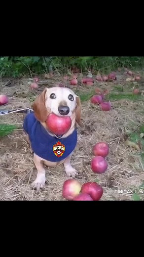 CSKA Moscow Football Highlights and Fan Insights