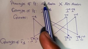 272 reactions · 25 comments | Biology P2 2017 Internal Exam Topic: Genetics For ONLINE LESSONS AND PHYSICAL CLASSES, Call/WhatsApp: 0965517982 “PROPER PREPARATION PREVENTS POOR PERFORMANCE.” | Sensor Academy School Of Tuitions. | Facebook