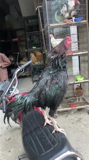 #aseelmurga #shortvideo #viralvideo