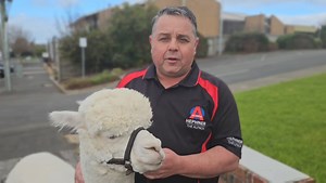 If you thought you saw a man walking an alpaca down Liebig Street earlier today, your eyes weren't deceiving you... It was Hephner the Alpaca. His human, Robert, thought it would be a great idea to hit the road and travel around to help raise money for Lifeline. Hephner said "I'm in! Alpaca my bags!" and here they are... Donate to their fundraiser here: https://fundraise.lifeline.org.au/fundraisers/robertfletcher | Coast FM