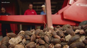 Pecans are ripe for the picking! | Texas Outdoors