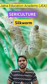 How silk cloth is made | sericulture | life cycle of silkworm | silkworm farm