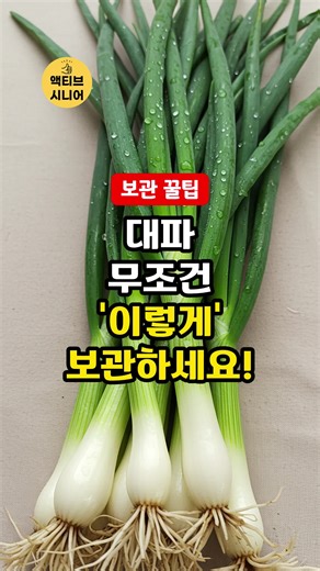 대파 보관 꿀팁: 싱싱하게 유지하는 비법