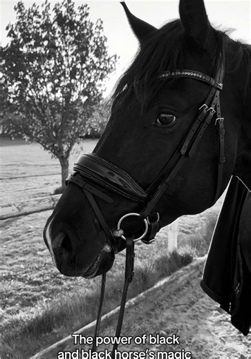 The most beautiful horse I ever had 🖤 #equestrianlife #dressagehorse #equestrian #pferde