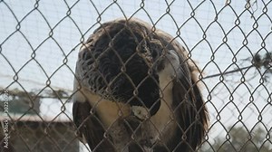 a peacock on a very hot day cleans its feathers in captivity behind an old and rusty mesh
