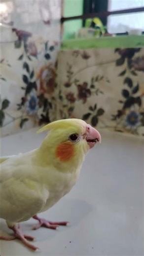 Cocatail bird loves to eat sunflower seeds.