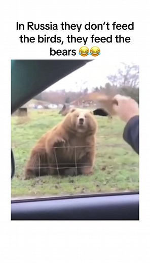 Funny Meme Compilation: Bears in Russia and Hilarious Snoopy Moments