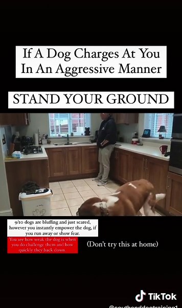 SouthendDogTraining on TikTok