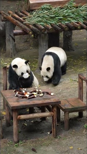 Chasing Qingqing to the Table: A Pandas' Adventure