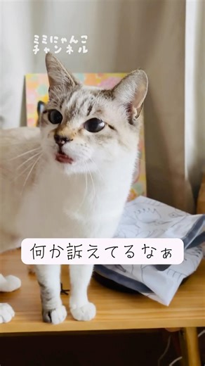 何か訴えてるなぁと思ったら これだった #遊びたい #お願い #猫のいる暮らし