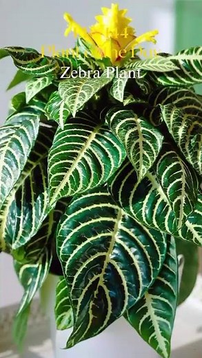 Plant of the Day | Episode 144