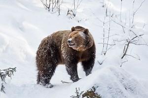 Russian Bear Chases Man Down Busy Street After Escaping From Car Wash, Sauna And Hotel