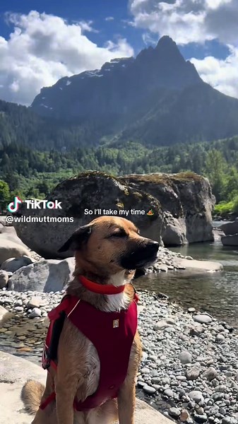 Camping Adventures in the Pacific Northwest with Dogs