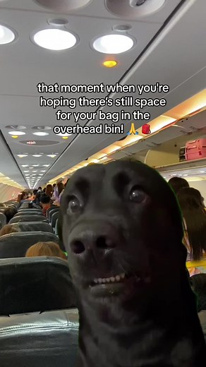 Overhead Bin Packing Problems: Air Doctor App Travel Tips