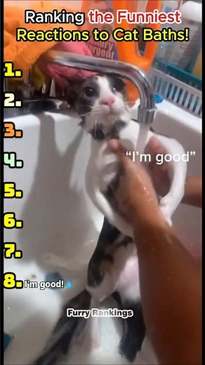 Ranking the Funniest Reactions to Cat Baths! 😹🛁