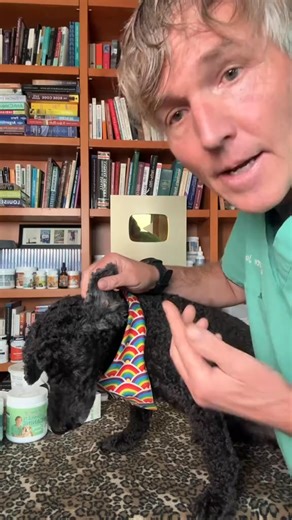 284K views · 1.6K reactions | Dog shaking head and scratching ear- it’s likely yeast and this is a simple ITC remedy to treat it! Comment "ebook" to get a copy of Dr Jones' free book sent to you⬇️ #dogear #earinfection #doghealth #homeremedies #otc | Dr. Andrew Jones - Veterinary Secrets | Facebook
