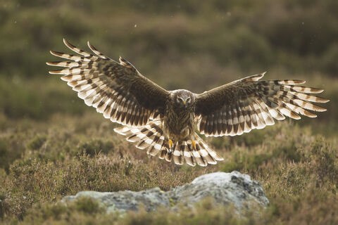 Where to see birds of prey | Wildlife Watch