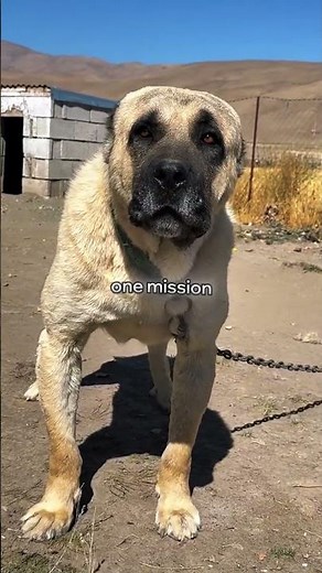 This Dog Was Born to Fight Wolves