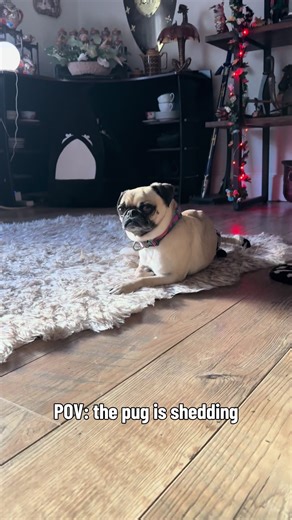 A cloud of hair with every shake. I gave her a bath yesterday but she needs to be brushed again #pug #pugs