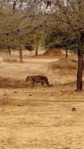 जंगल का राजा Gir में 🦁 | Asiatic Lion Close View Safari
