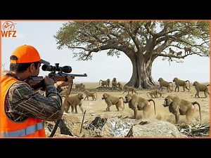 This is Why South African Hunters Have to Fight Off Millions of Baboons - Agriculture Technology