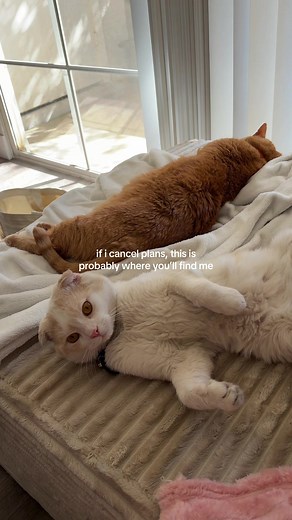 Scottish Fold Cats: The Ultimate Relaxation Companions