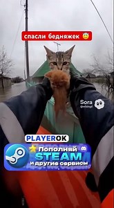 помогли котикам 🥰 #cat #cutecats #sora2 #kitten #cuteanimal #cats #cutecat #cute #cutepet #shorts