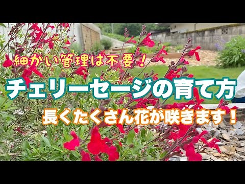 【チェリーセージの育て方】細かい管理は不要！たくさん長い時期花が咲いてくれます！