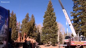 U.S. Capitol Christmas tree begins tour across Colorado to Washington, D.C.