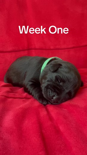 Growing Up: Black Labrador Puppy Journey at 7 Weeks