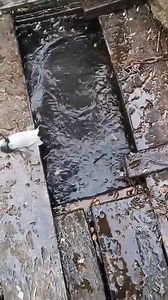 Hooked a Shark – What Happens Next? | Hood Fishing Entertainment