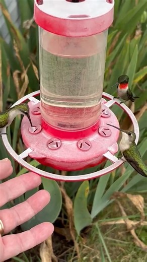 12K views · 511 reactions | I put my hand on the feeder to see if any of them would land on it.  HUMMINGBIRD VIDEO OF THE DAY! 勺 By Jude Hesse, (SW, VA) June 11, 2025 | Hummingbird-News | Facebook