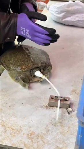 Why is this turtle wearing a mask? #shorts #animals #fyp