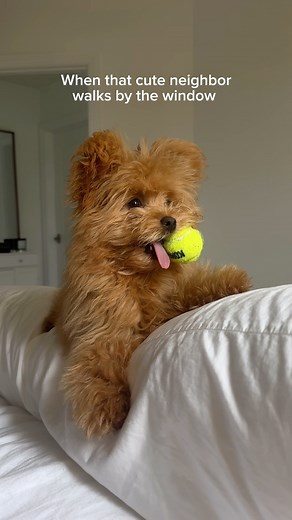 Honey caught buffering over her crush for a second 🤤😍 #pomapoo #dogcrushdaily #dogsofinstagram #puppylove #teddybeardog #fyp | Honey the Pomapoo