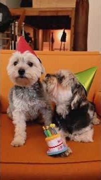 목줄만 보면 눕는 강아지, 1초 만에 뛰게 만드는 필살기 Best 3!