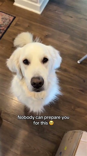 I’d give anything to go back to the days I could carry him around the house 😭 #fyp #goldenretriever