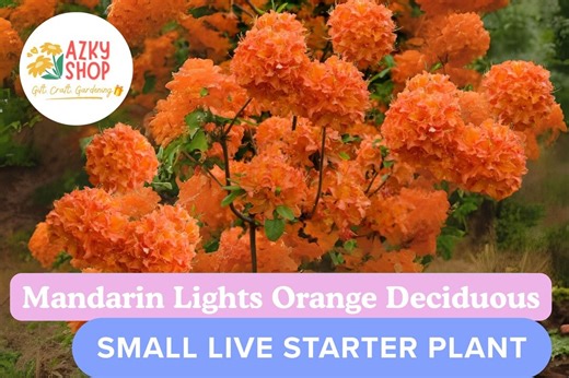Mandarin Lights Azalea Live Plant – Orange Deciduous Rhododendron Starter 6 Inch, Hardy Flowering Shrub - Etsy