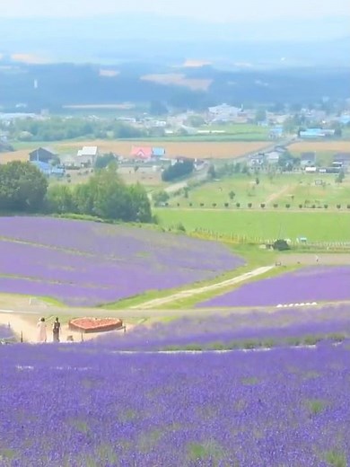 MASSIVE Lavender Fields FULL BLOOM! Best Tourist Spot in Furano, Hokkaido, Japan Hinode Park 日の出公園