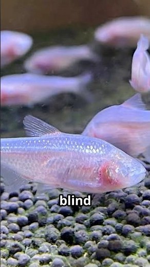 Blind Cave Fish: How They Survive in Complete Darkness!