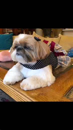 3.6K views · 500 reactions | I don’t know how to do reels but let’s see what happens | Phoebe Unleashed | Facebook