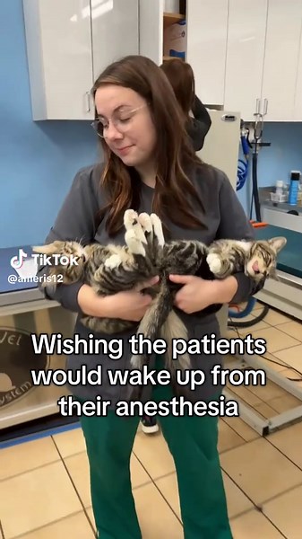 The cutest cats but they loved their anesthesia a little too much #vetmedhumor #veterinarymedicine #catsoftiktiok #funnycats #anesthesia #vetassistant #veterinaryhumor #fyp