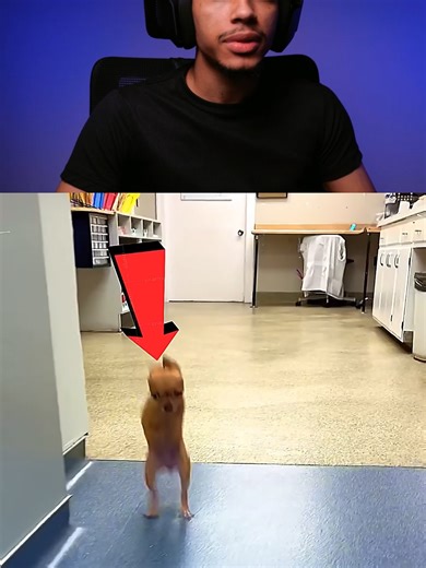 Cachorrinha Ruru Ganha Cadeira de Rodas Adaptada