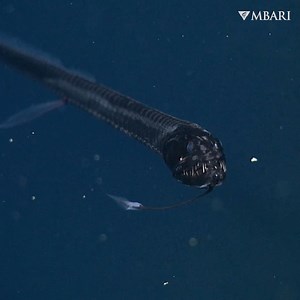 100K views · 3.1K reactions | Dragon in the deep.  Dragonfish...