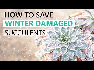 HOW TO SAVE YOUR WINTER-DAMAGED SUCCULENTS | SUCCULENT WINTER CARE GUIDE